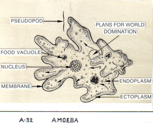 bacteria amoeba