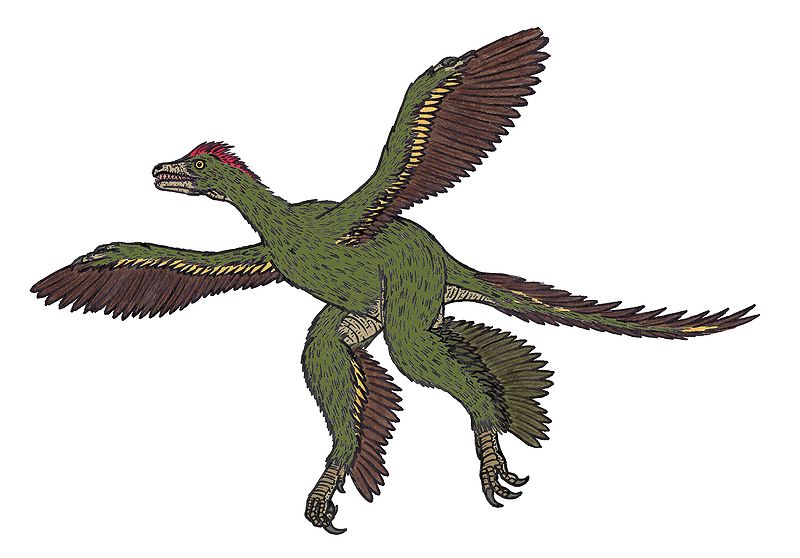 anchiornis dinosaur