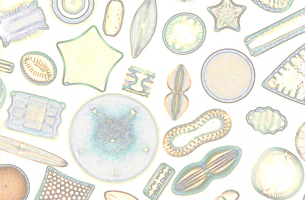 Wiki_Diatoms21-1024x673.jpg