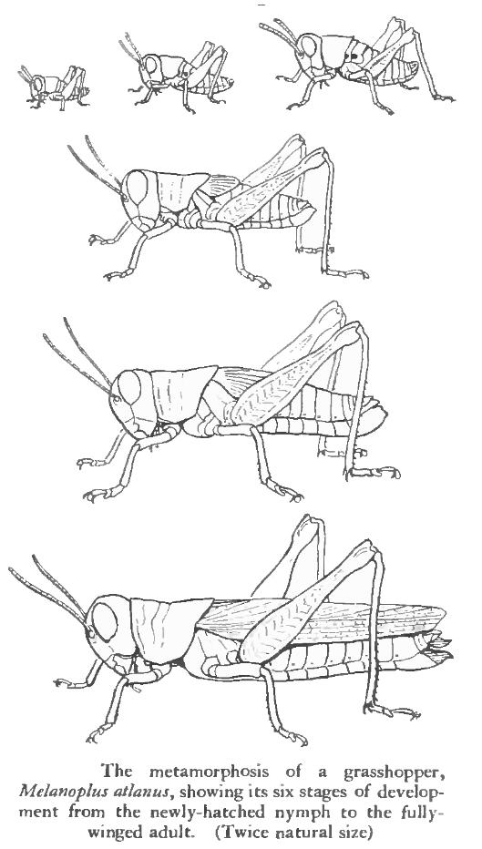 Grasshopper Mating Introduction To The Orthopterans