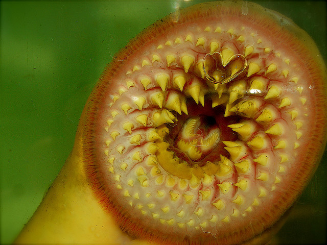 Slippery Hagfish Elude Grasp in Life’s Tree