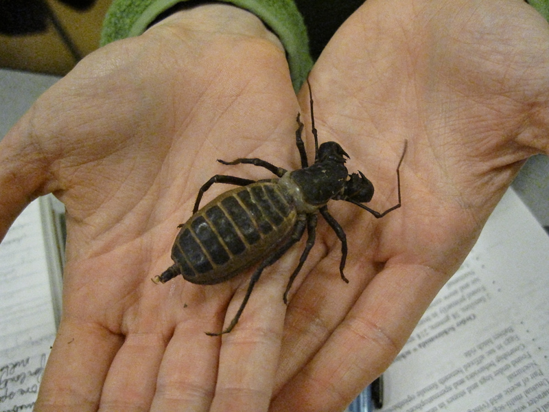 The Creepy-Crawly Branch of the Family Tree